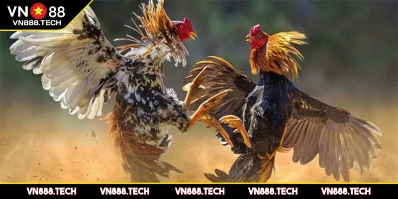 Sơ lược về đá gà tre