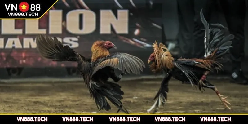 Cách tham gia và trải nghiệm đá gà hiệu quả tại VN88
