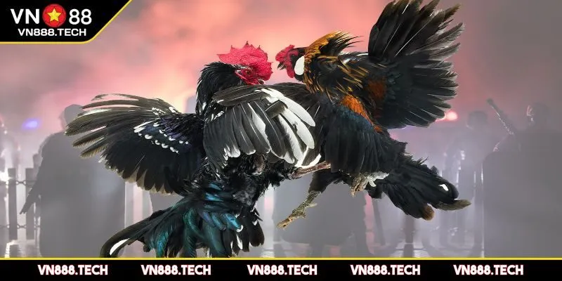 Phân tích các loại hình đặt cược đá gà phổ biến